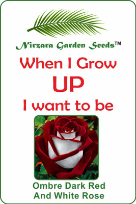 

Nirzara Garden Seeds Ombre Dark Red And White Rose Flower - 30 Seed(30 per packet)