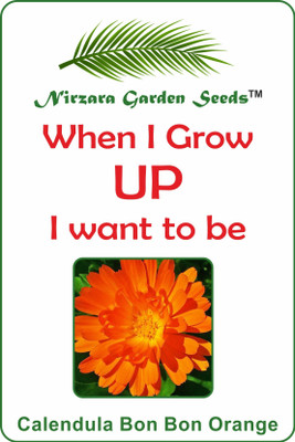 

Nirzara Garden Seeds Calendula Bon Bon Orange - 30 Seed(30 per packet)