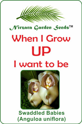 

Nirzara Garden Seeds Swaddled Babies - 30 Seed(30 per packet)