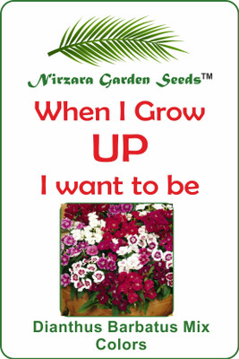 

Nirzara Garden Seeds Dianthus Barbatus Mix Colors - 30 Seed(30 per packet)