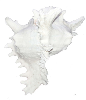 

A2Z Street Decorative Showpiece - 3 cm(Plastic, White)