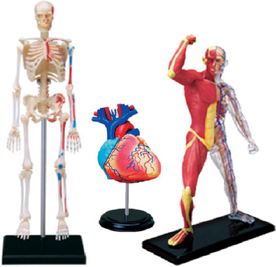 

4D Master Human Anatomy-Muscle & Skeleton, Heart, Skeleton(Multicolor)