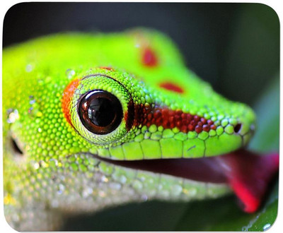 

GMX Mouse Pad for PC, Laptop Green lizard print for gaming pc, home, office - S.No : 0133 Mousepad(Multicolor)