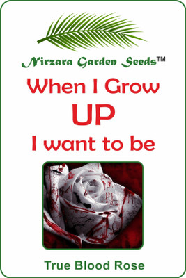 

Nirzara Garden Seeds True Blood Rose Seed(30 per packet)