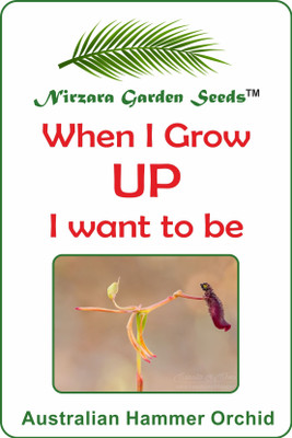 

Nirzara Garden Seeds Australian Hammer Orchid - 30 Seed(30 per packet)