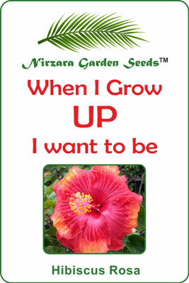 

Nirzara Garden Seeds Hibiscus Rosa - 30 Seed(30 per packet)