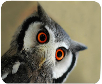 

GMX Cheap Mouse Pads for PC, Laptop Owl print for Daily use - mouse pads under 110 - S.No : 0108 Mousepad(Multicolor)