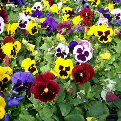 

Bio Kisan Flower Seed(100 per packet)