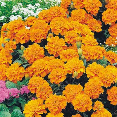 

syed garden french orange marigold Seed(50 per packet)
