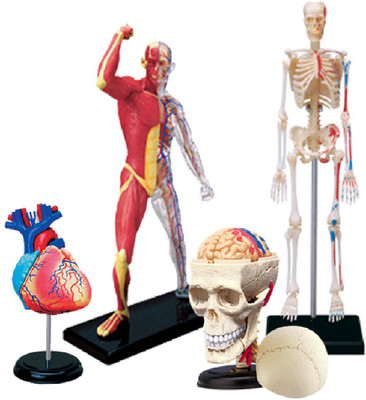 

4D Master Human Heart, Muscle & Skeleton. Skull & Skeleton Model(Multicolor)