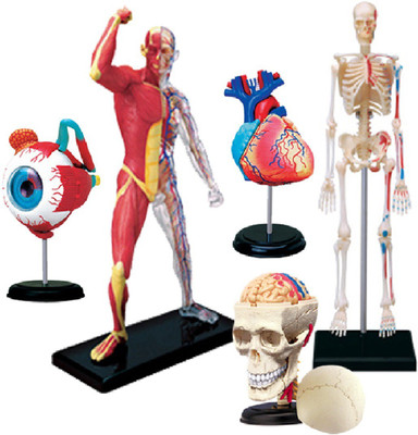 

4D Master Human Eye, Muscle & Skeleton, Heart, Skull & Skeleton Models(Multicolor)
