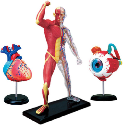

4D Master Human Heart, muscle & Skeleton & Eye Model(Multicolor)
