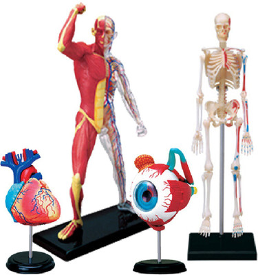 

4D Master Human Heart, Muscle & Skeleton, Eye & Skeleton Models(Multicolor)