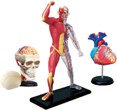 

4D Master Human Skull, Skeleton & Muscle & Heart Model(Multicolor)