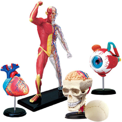 

4D Master Human Heart, Muscle & Skeleton, Skull & Eye Models(Multicolor)