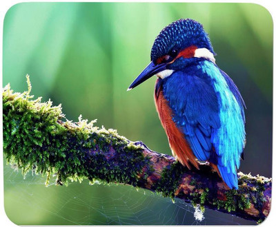 

GMX Mouse Pads for Laptop, Blue Bird print for PC Computer, Gaming, Cheap price - S.No : 0341 Mousepad(Multicolor)