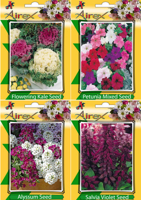 

AIrex Flowering Kale, Petunia Mixed, Alyssum and Salvia Violet Flower Seeds (Pack of 20 Seeds * 4 Per Packet) Seed(20 per packet)
