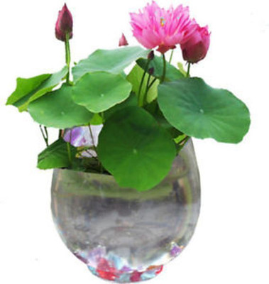 

ROSEMERC WATER LOTUS FLOWER (50 PER POCKET) Seed(50 per packet)