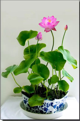 

ROSEMERC IMPORTED BEAUTIFULL WATER LOTUS (20 PER POCKET) Seed(20 per packet)