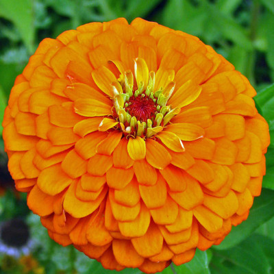 

Farm Seeds Zinnia Dahlia Flowered Mixed Seed(100 per packet)