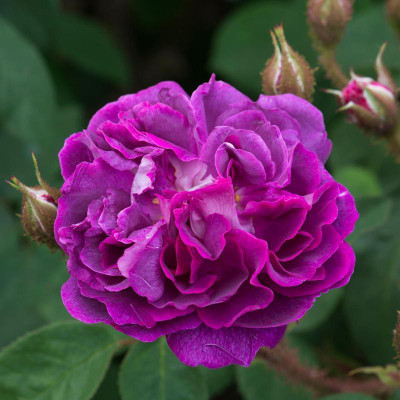 

saaheli Rose William Flower Seeds (20 Seeds Per Pack) Seed(20 per packet)