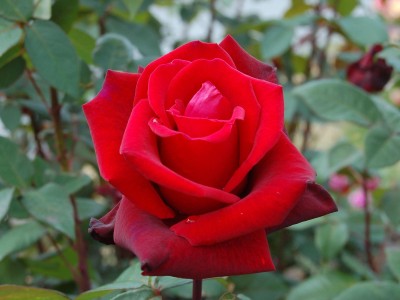 SaaHeli Rose Red Flower Seeds (90 Seeds Per Pack) Seed(90 per packet)