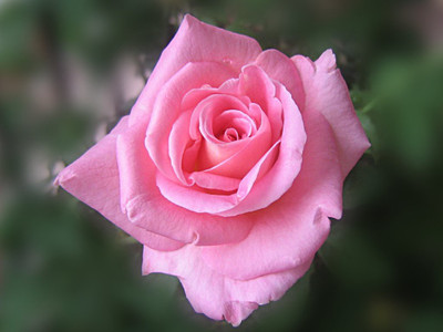 

saaheli Rose Pink Flower Seeds (70 Seeds Per Pack) Seed(70 per packet)