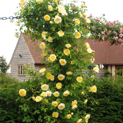 

saaheli Rose Yellow Climbing Flower Seeds (40 Seeds Per Pack) Seed(40 per packet)
