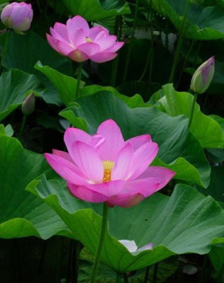 

VS GLOBAL IMPORTED INDOOR USE LOTUS (108 PER POCKET) Seed(108 per packet)