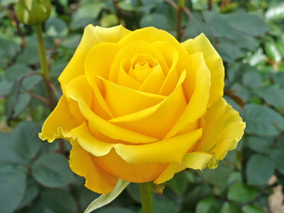 

saaheli Rose Yellow Flower Seeds (120 Seeds Per Pack) Seed(120 per packet)