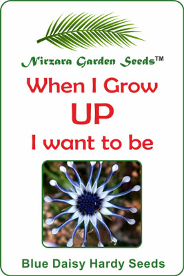 

Nirzara Garden Seeds Blue Daisy Hardy Seeds Seed(30 per packet)