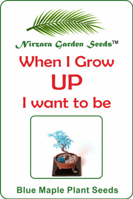 

Nirzara Garden Seeds Blue Maple Seed(30 per packet)