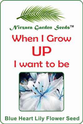 

Nirzara Garden Seeds Blue Heart Lily Flower Seeds Seed(30 per packet)