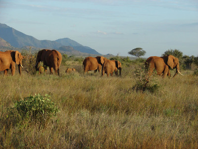 

Poster of Elephants Fine Art Print(12 inch X 18 inch)