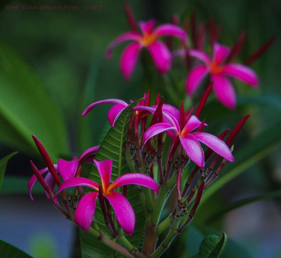 

Generic Dwarf Fire Star Pink Spider Plumeria Frangipani Flower 5 Seed(5 per packet)