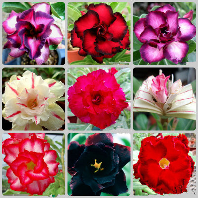 

Generic Rare Mixed Adenium Obesum Desert Rose Flower 10 Seed(10 per packet)