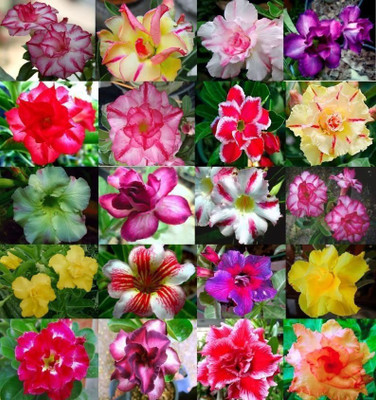 

Generic Rare Adenium Obesum Desert Rose Flower Mixed 20 Seed(20 per packet)