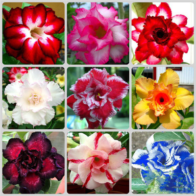 

Generic Rare Mixed Adenium Obesum Desert Rose Flower 10 Seed(10 per packet)