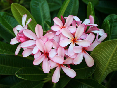 

Generic Dwarf Singapore Pink plumeria Frangipani Flower 5 Seed(5 per packet)