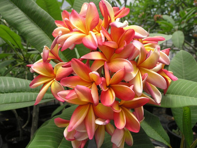 

Generic Dwarf Orange and Yellow Plumeria Frangipani Flower 5 Seed(5 per packet)