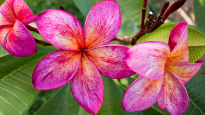 

Generic Frangipani PLUMERIA Rubra for Home Garden Red White Stripes Plumeria Flower 5 Seed(5 per packet)