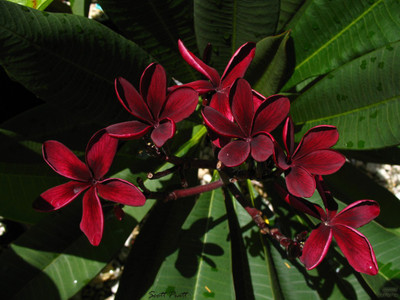 

Generic Dwarf Blood Red Plumeria, Plumeria Frangipani Flower 5 Seed(5 per packet)
