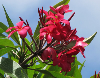 

Generic Frangipani PLUMERIA Rubra for Home Garden Hawaiian Red Plumeria Flower 5 Seed(5 per packet)