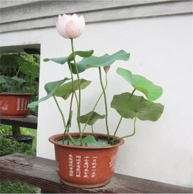 

VS GLOBAL IMPORTED WATER LOTUS (15 PER POCKET) Seed(15 per packet)
