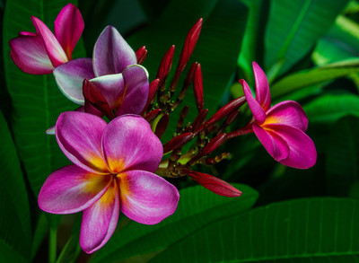 

Generic Frangipani PLUMERIA Rubra for Home Garden 'Siam red' Plumeria Flower 6 Seed(5 per packet)