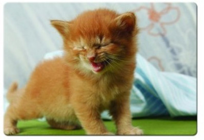 

Dadlace Kitten Cry Mousepad(Multicolor)