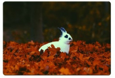 

Dadlace Rabbit Autumn Mousepad(Multicolor)