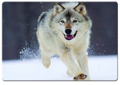 

Dadlace Grey Wolf Mousepad(Multicolor)
