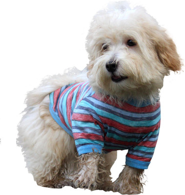 

Doxters T-shirt for Dog(Sky Blue, Sea Green and Orange, Multicolor