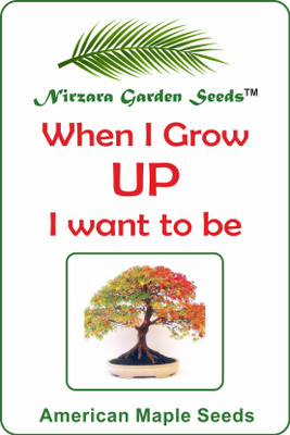 

Nirzara Garden Seeds Colorful American Maple Seed(30 per packet)
